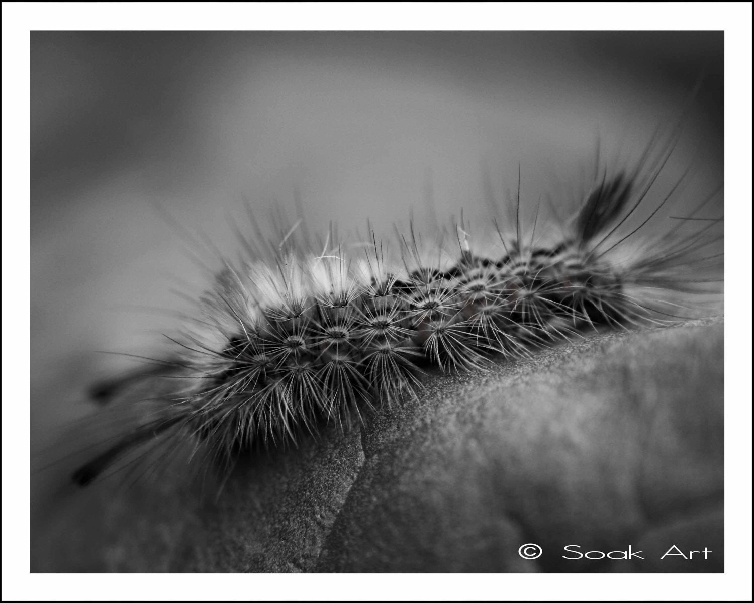 Caterpillar Photo, Black and White Photo Fine Art Print, Painted Apple Moth, 8x10, Macro Insect Animal Photography, Bug Print