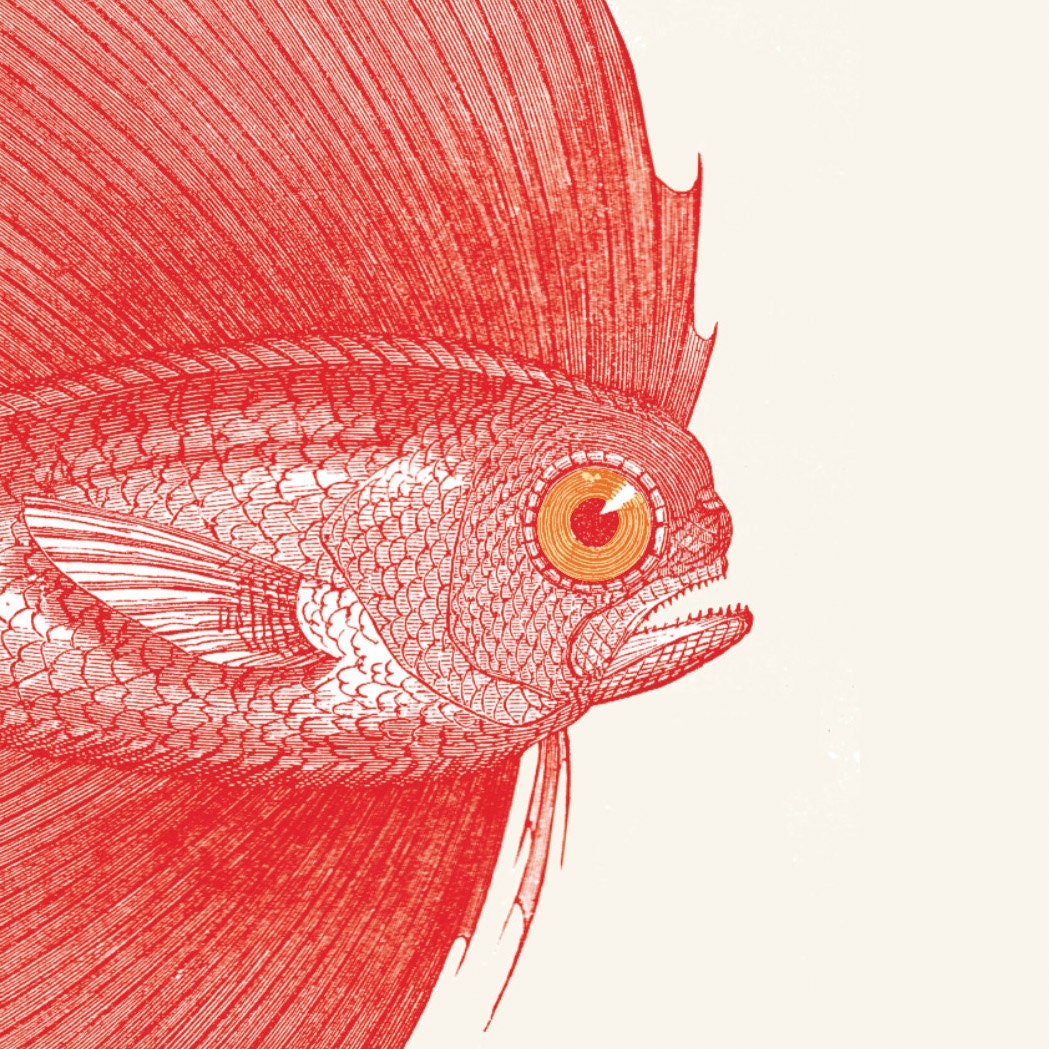 Pteraclis velifera  Spotted fanfish   Fish Print from a Vintage Illustration
