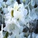 ACEO- Limited Edition-AZALEA - Bright White- OOAK Original