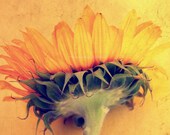 8X10 or A4. Sunflower photography. Home decor. - filamentoTGS