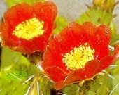 Winter Hardy Prickly Pear Cactus RED BLOOMS