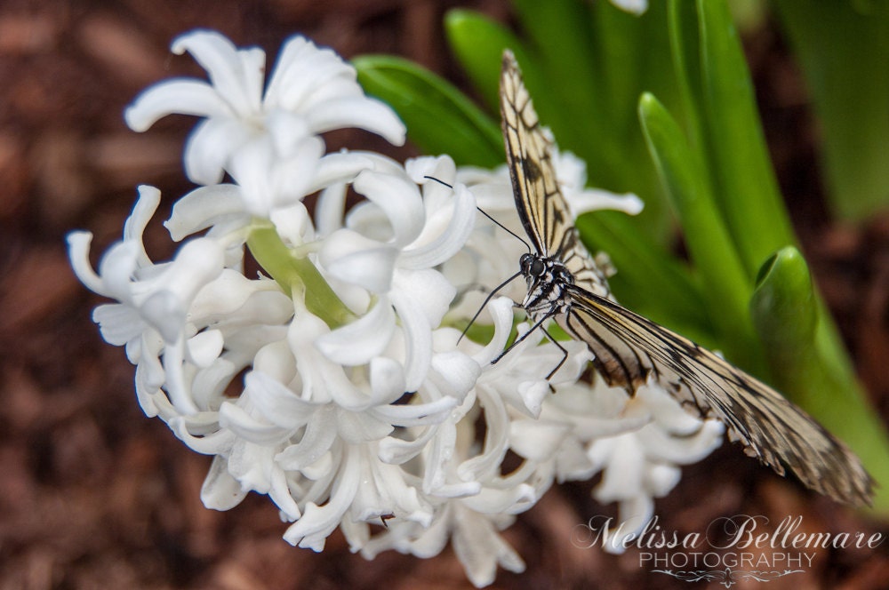 Photographic Print "Rice Paper Butterfly"