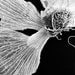 Fine Art Photography - Garlic Black and White, 67x100cm Kitchen decor