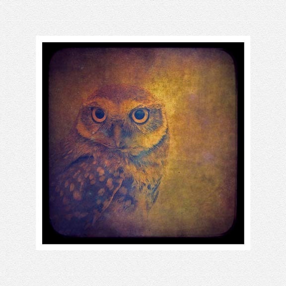 Nature Photography, owl, brown, sepia, ttv style, Master of Camouflage fine art photography print 8x8