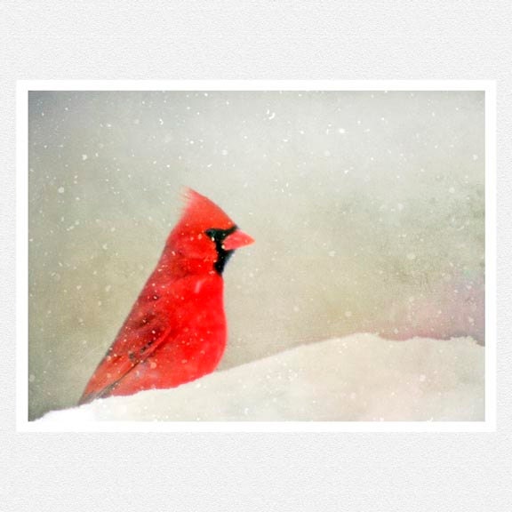 Nature Photography, red cardinal, bird, snow, white, Snowy Saturday, fine art photography print 8x10
