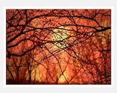 Nature Photography, burnt orange, yellow, woodlands, autumn home decor,  Harvest Moon, fine art photography print 8x12
