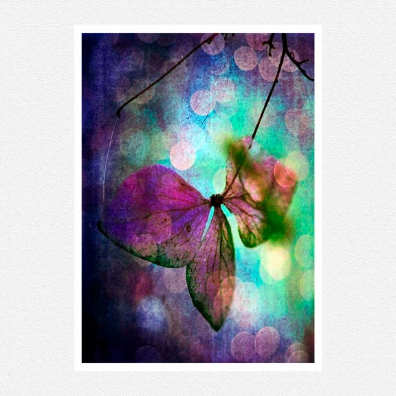 Nature Photogaphy, dark purple, blue, green, hydrangea flower, Fairy Wings fantasy fine art photography print 8x10