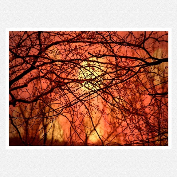 Nature Photography, burnt orange, yellow, woodlands, autumn home decor, Harvest Moon, fine art photography print 8x12