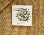 Ammonite Pin Jason Fossil Brooch