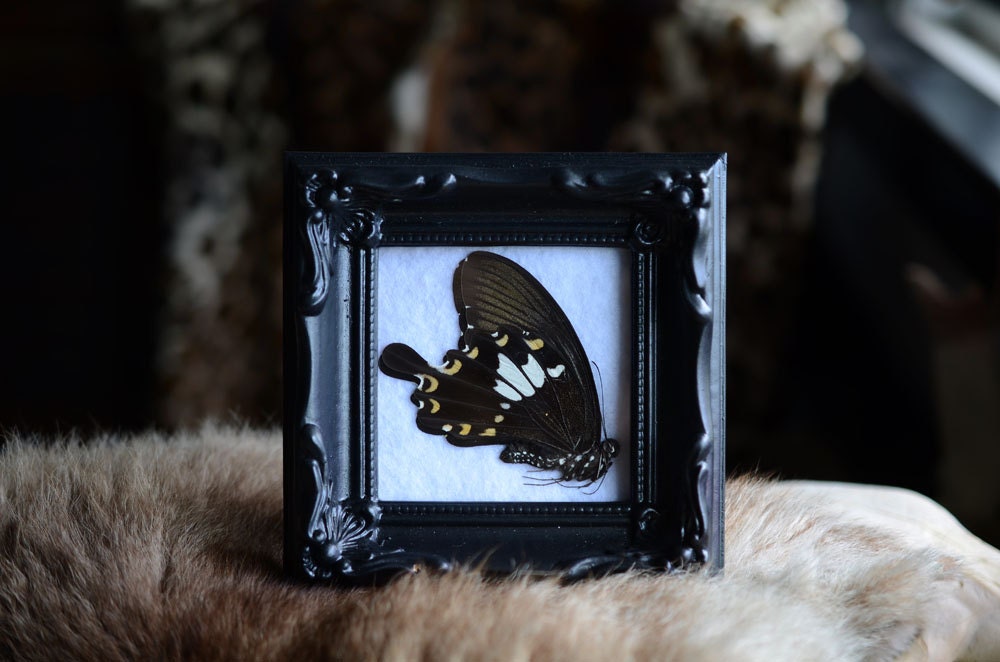 Black Framed Butterfly