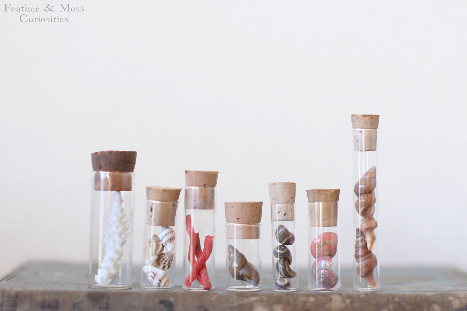 Secrets of the sea. Marine animals in vintage vials.