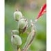Green Flower Photo, Seed pod, 8"x12" art print, Orange, bokeh, Indian Shot, Singapore, botanical art, flora, Home decor, plant, gift