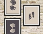 Seashell Wall Art - Home Decor Set of 3 8x10 Print