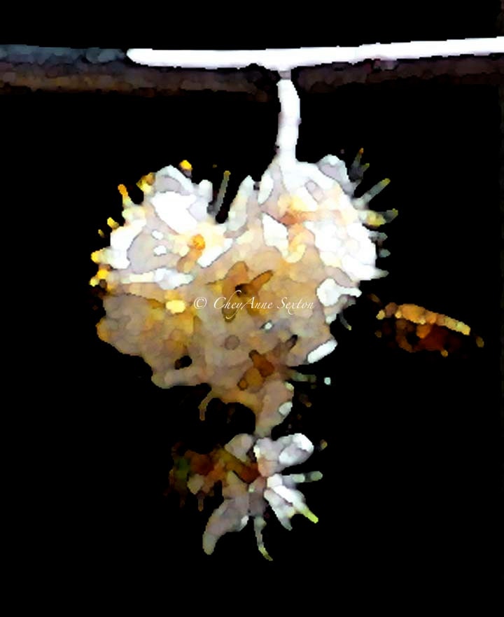 Cluster of golden white flowers w little bee pollinating - photography print 8x10