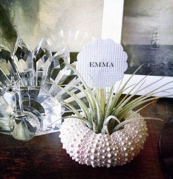 wedding place cards  // air plant party favors // qty. 50
