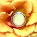 Solid Perfume Set of 5 (Your Scent Choices)