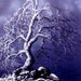 RW2 Shower Curtain Cloth Robert Walker tree blue landscape art surreal grey dead gothic surrealism white