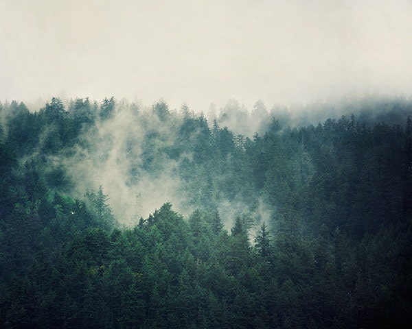 Fog Photograph, Evergreen Trees, Nature Photography, Autumn, Fall, Oregon, Rain, Misty, Mysterious, Blue Green, Teal - Savage Beauty - EyePoetryPhotography