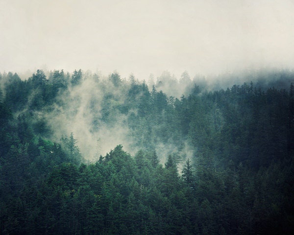 Landscape Photography, Evergreen Trees in Fog, Teal Wall Art, Spring Photograph, Forest, Rain, Mist, Mysterious, Blue Green - Savage Beauty