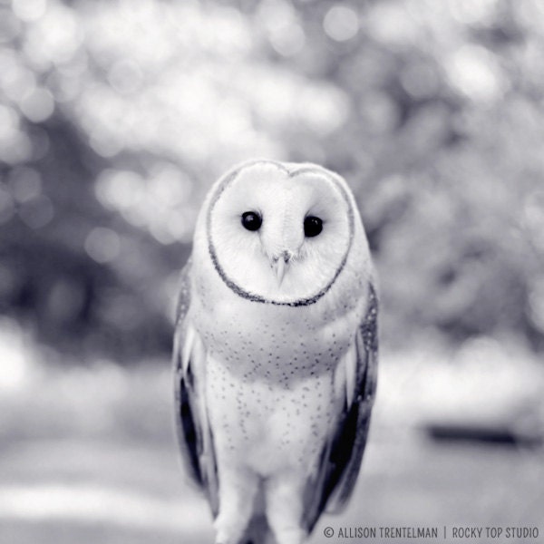 Barn Owl Print, Woodland Animal Photography Print, Owl Art Print, Owl Photograph, Owl Photo, Black and White Animal Art Print, Wall Art