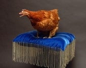 Bill's Hen
