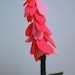 SALE Pink Petal Plant
