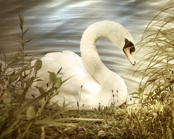 Swan Photo, Nature Photograph, bathroom photo, Bird Photography, Bathroom Wall Art, Bathroom Decor