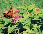 Flutter By: fine art photograph print of butterfly and flowers in orange, green, pink