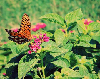 Flutter By: fine art photograph print of butterfly and flowers in orange, green, pink