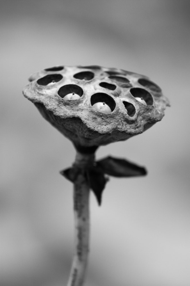 American Lotus Seed Pod 8 x 12 inch Black and white photograph