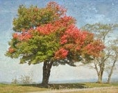 Tree Photography. Fall Colors.  NC Mountain wall art. Textured. green orange red blue. Landscape 11x14  Fine Art Photograph Metallic Paper