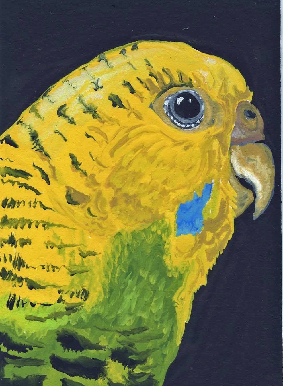 Yellow Budgie