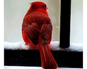 Photography - Cardinal Photo, Animal Picture, Red, Bird, Nature, Black, Grey, White, Holiday Decor,  5x5 inch Print-Cardinal in the Snow