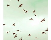 Fine Art Photo, Bird Photography, The Birds, 5x5 Print, Spring Sky, Mint Blue, Nature Photography
