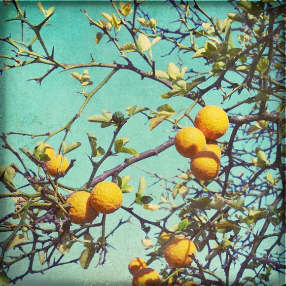 Nature Photography - Botanical art  - orange aqua teal decor - fuit tree nature wall art 8x8 - Strange Fruit