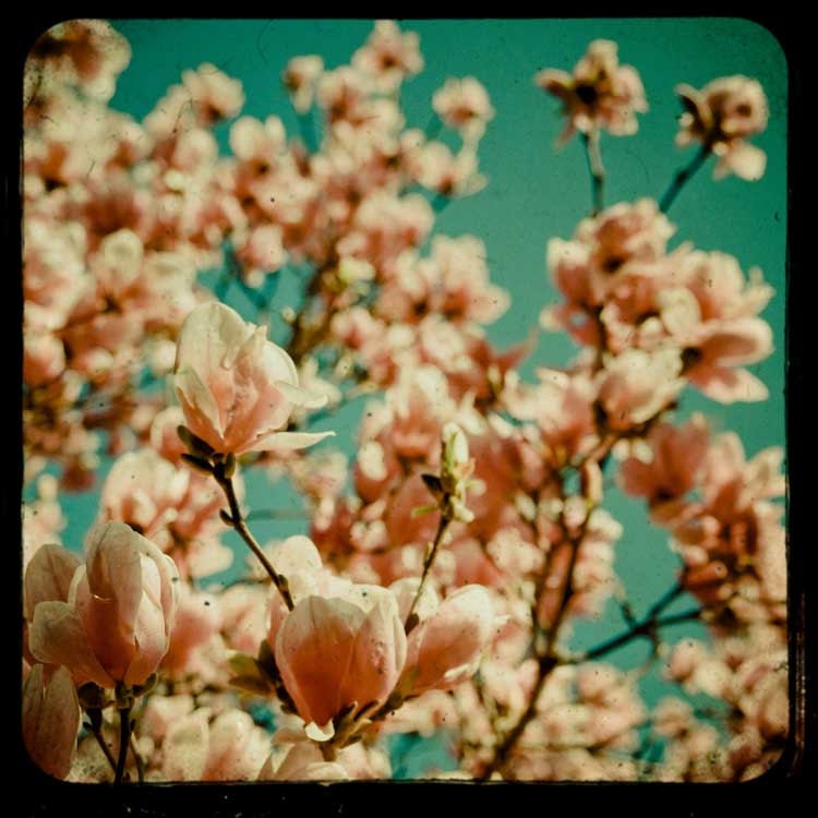Spring .vintage inspired pink flower photograph .  photograph . aqua sky . nature photo . 5x5 . A Day of Loveliness