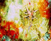 Petrified Wood Photo Abstract 8x10 nature fine art autumn abstract art decor rust yellow cream