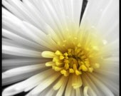 LIFE'S LITTLE GEMS - one 8 x 8 fine art photography print
