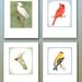 Bird cards,8 blank boxed set. watercolor paintings.hummingbird,cardinal,gold finch,egret, bird paintings,bird lover gift. birders.