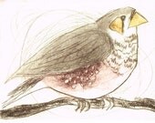 Etching, Hand Pulled Original Print, Finch Etching, BIrd Print, Original Etching, Zebra Finch