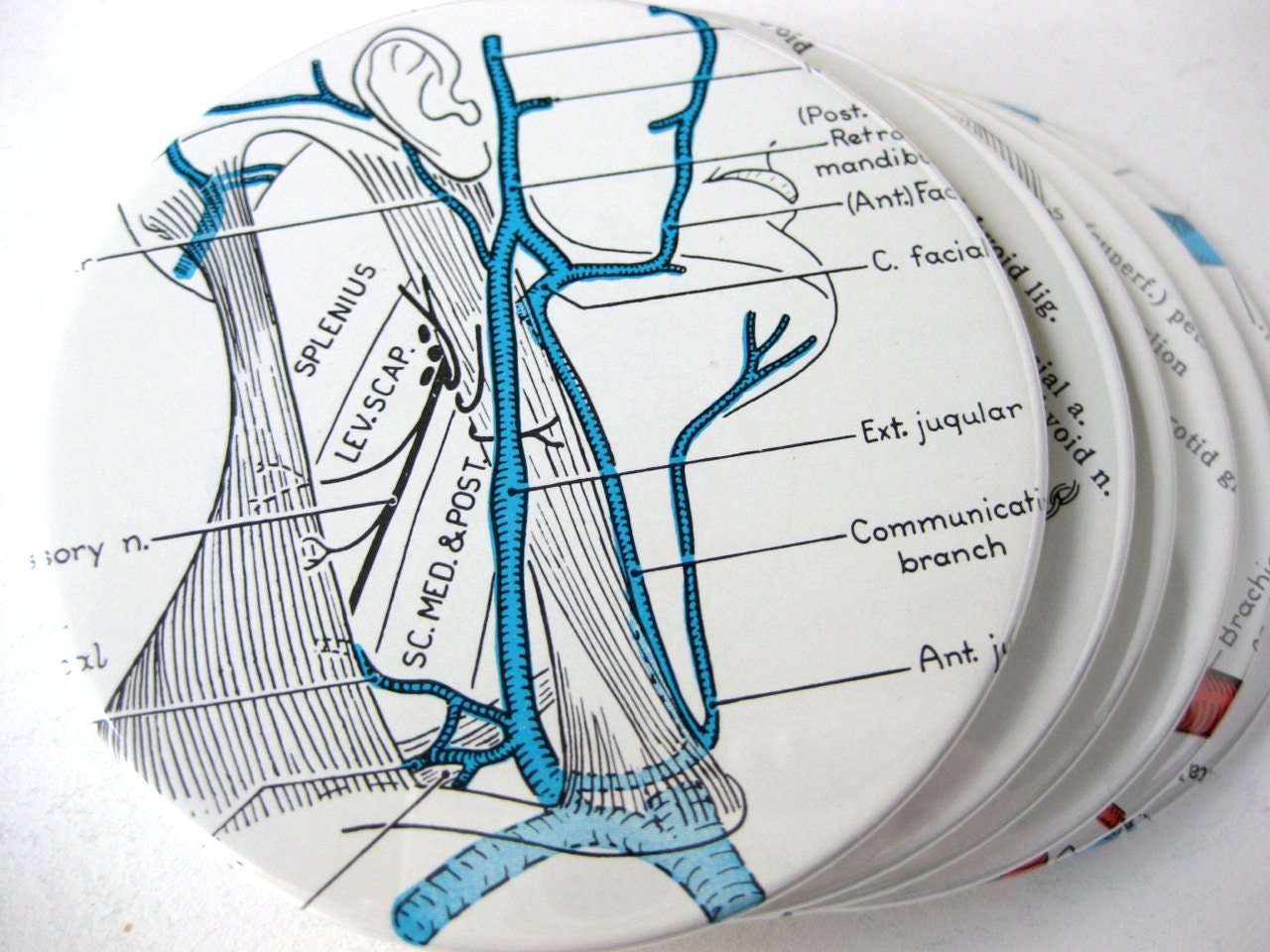 Human Body Diagram Coasters // Recycled Vintage Medical Book