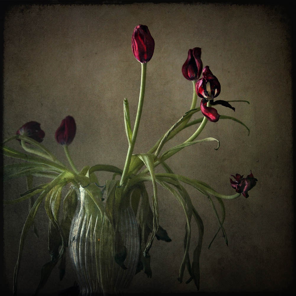 Early Summer Sale 30% Red tulip photograph, botanical print, home decor, Fine Art Photograph