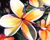 Kauai Rainbow Plumeria 11x14 print from Kauai Hawaii