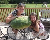 Giant Orange Watermelon Seed from Fogls Garden - Grow Your Own