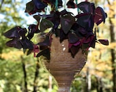 Stoneware Hanging Planter Earth Colored Carved Glossy Surface Seven Inches by about Six