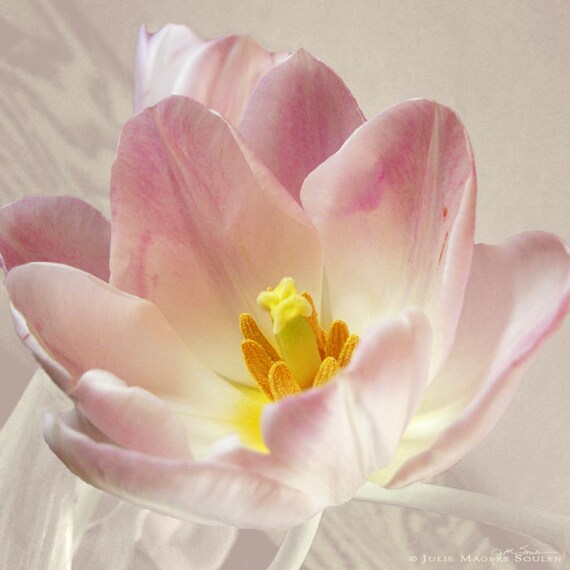 Flower Photography -Pink Tulip -10x10 Print -Spring Flower -Pale Pink -Gifts for Her -Square Print -Colorado Fine Art Photograph