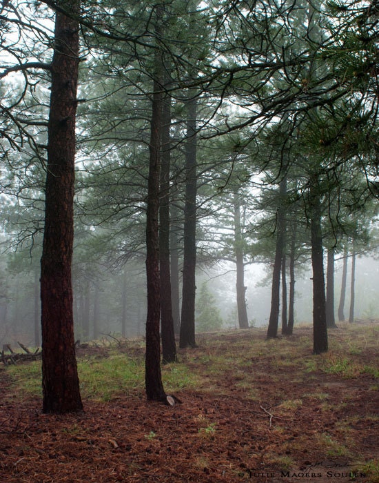 Landscape Photography -Enchanted Forest -11x14 Print -Woodland Decor -Nature Photography -Colorado Fine Art Photography