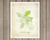 Nutmeg - art print