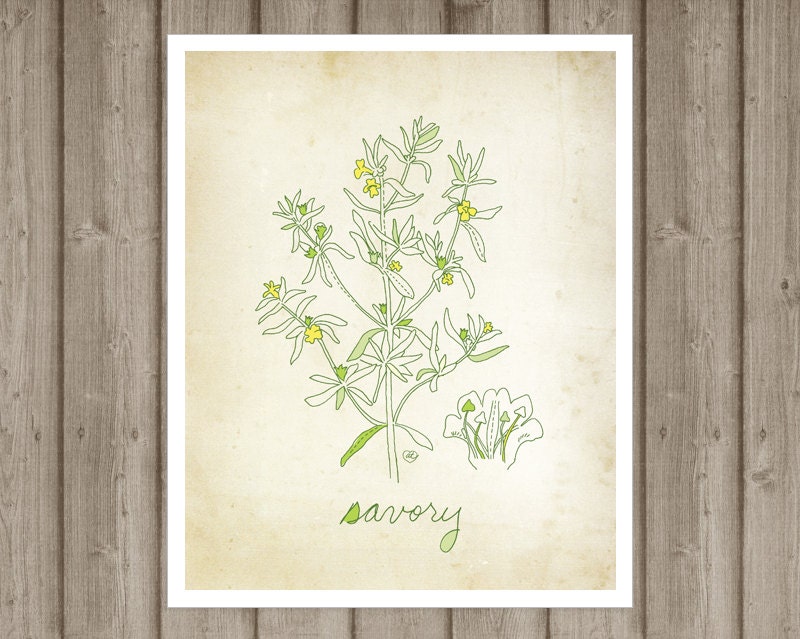 Savory - art print