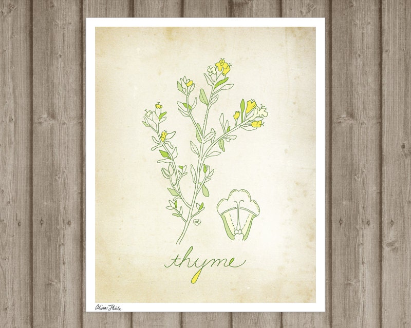Thyme - art print